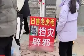 动物园被曝售卖老虎毛，30元一份？园方回应！图片