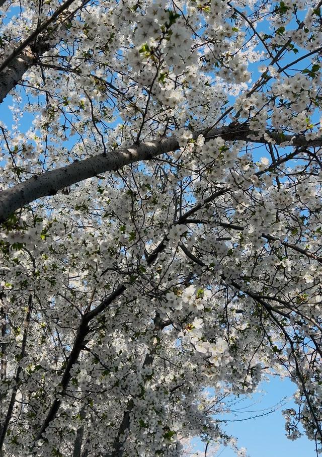 太美了！青岛北岭山数十米樱花林盛放 小长假成市民打卡胜地