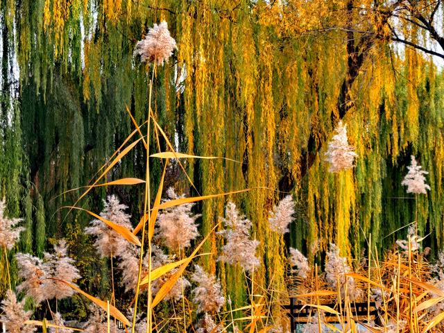 太美了！北京紫竹院如油画般梦幻