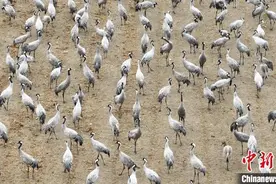 新疆图木舒克：成群灰鹤栖息越冬 场面壮观图片