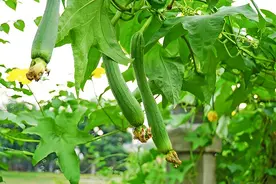 丝瓜叶片出现黄色斑点如何防治图片