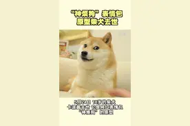 谢谢它给世界带来过快乐！“神烦狗”表情包原型柴犬去世图片