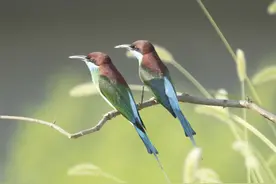 南漳：鸟界“蓝领” 飞抵南漳图片