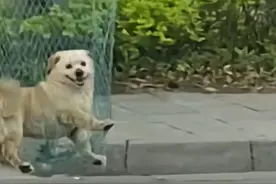 评论|小黄狗被高校保安打死，捕杀流浪狗是否让“管狗”变了味？图片