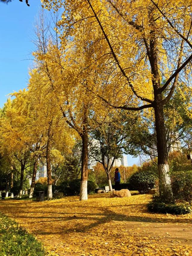 静候碑林“满眼金黄”！提前收藏这5个银杏打卡点，出片率100%