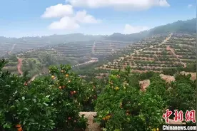 （乡村行·看振兴）江西崇仁乡贤心系桑梓 争当致富路上“领头雁”图片