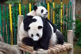 欢迎回家！大熊猫谊谊和升谊今晚回国图片