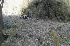 陕西长青保护区再拍野生大熊猫母子同框高清影像图片