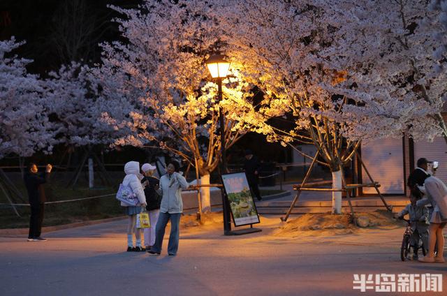 单樱盛放，夜游赏景正当时