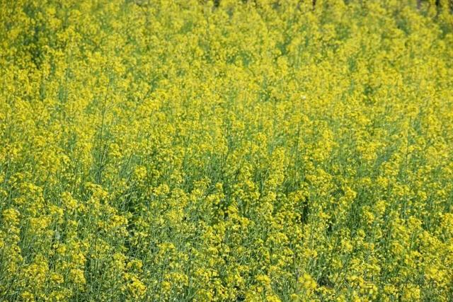 没看错！云南第一波油菜花已经金灿灿啦