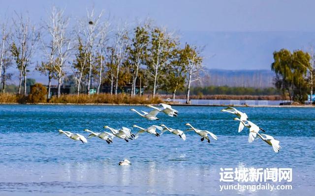 芮城：圣天湖成大天鹅越冬乐园