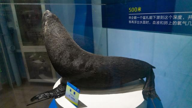 春节遛娃好去处 石林冰雪海洋世界推出2月限定梦幻灯展夜场