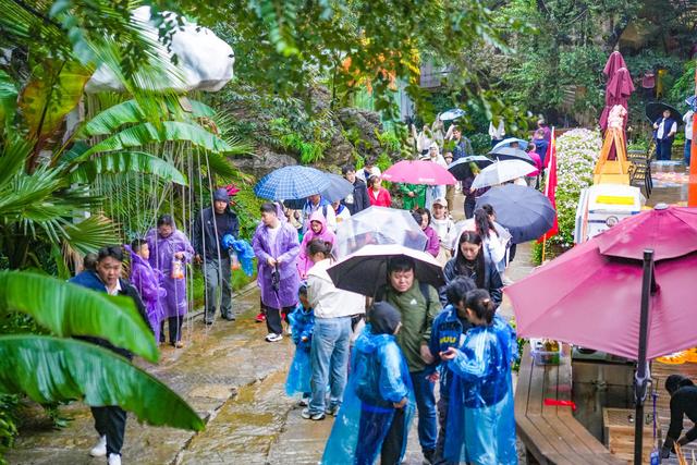 首创“赌雨”活动，红叶柿岩“抢得”20000名游客