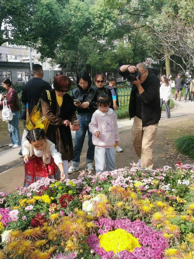 晚潮｜深秋，总要看场菊展吧