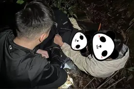 男子采野蜂窝摔下树，民警暖心营救图片