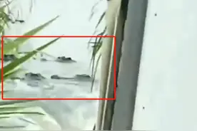 网传广东一养殖场70多条鳄鱼出逃，官方回应：通知居民尽量不出门图片