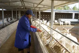 陕西靖边：山羊良种繁育促增收图片