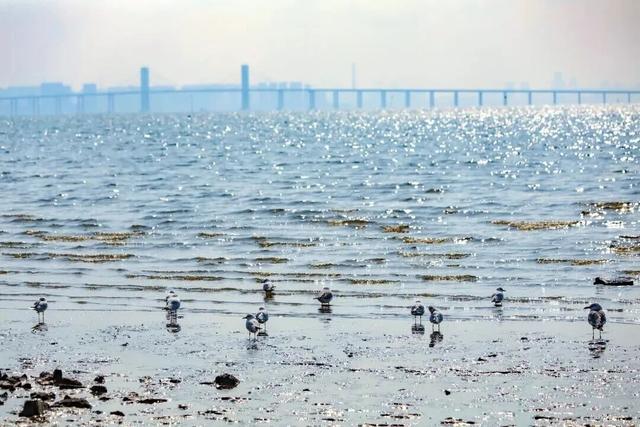 城阳区赏鸥打卡攻略和赏鸥线路请收好