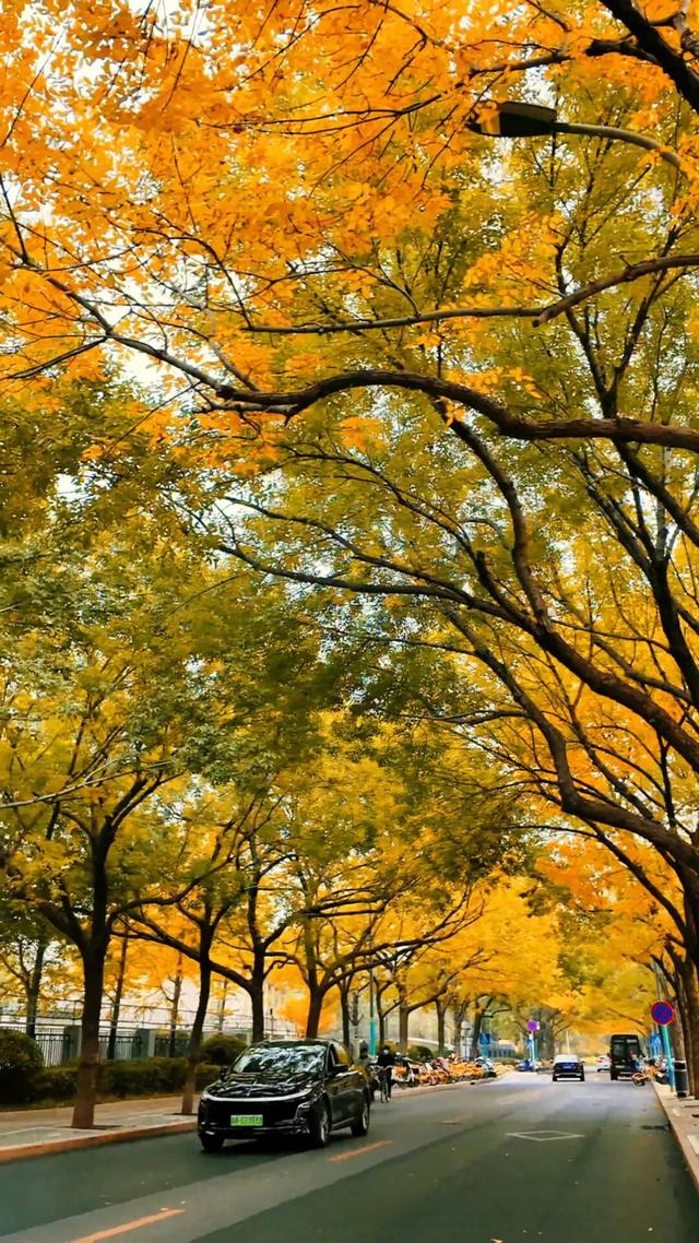 黄金大道秋意浓，石景山这条路进入最佳观赏期！