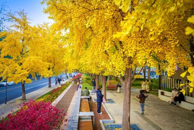 美图 | 银杏道太出片了，皇城根遗址公园焕新升级