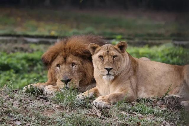 永川现实版“疯狂动物城”，比电影还上头！