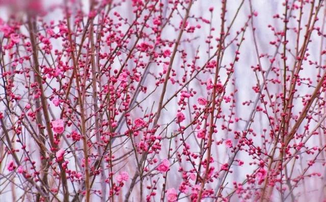 快乐“梅”烦恼！河南赏梅地图来啦！