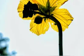 丝瓜花早开花晚凋谢，金黄色纹路清晰可见图片