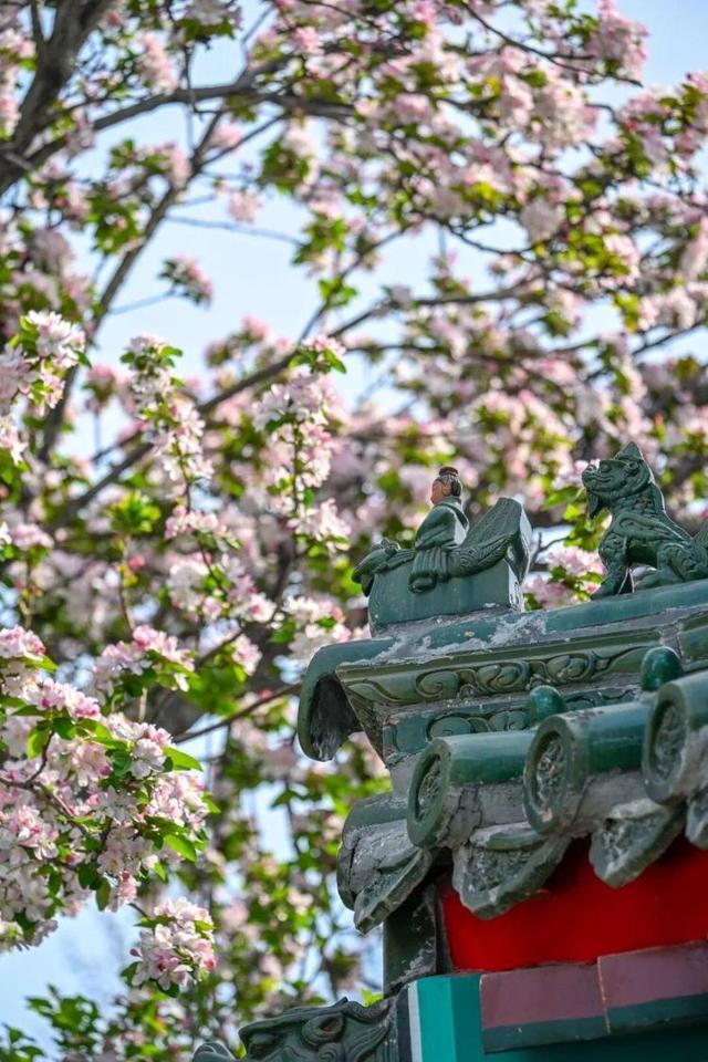 济南免费赏春新顶流来了！当海棠遇上中式建筑，超美超出片！