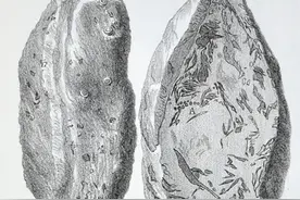 这38颗百万年前的粑粑，我们已经知道是谁拉的图片