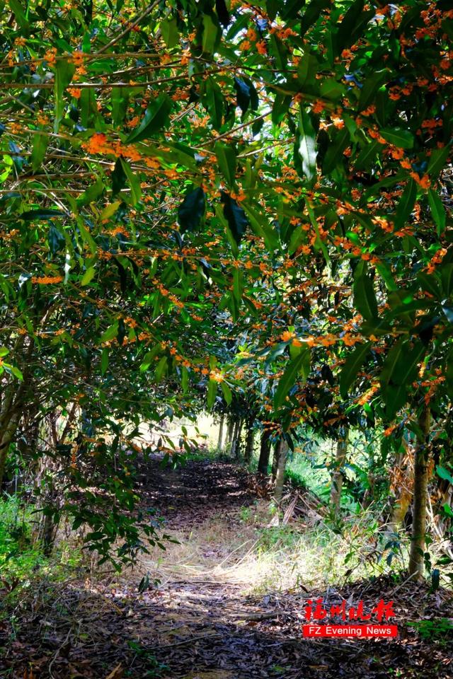 免费开放！福州这个网红村，桂花飘香！