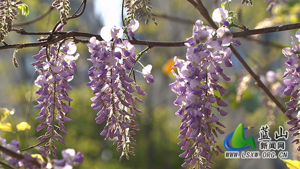 美丽蓝山：繁花缀满枝 乐享春日美景