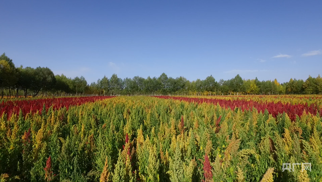 秋染柴达木！高原小城都兰：三色交响奏响高质量发展新曲