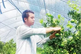 智慧大棚作物不惧“烤”验恒温生长图片