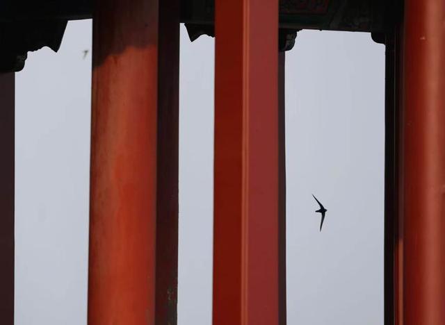 北京雨燕如期回归，颐和园再闻燕语啾啾