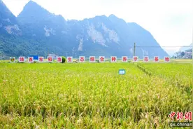 广西靖西市：稻田养鱼绘就生态富民新画卷图片