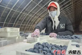 赤峰敖汉旗：蓝莓“小浆果”撑起乡村振兴大产业图片