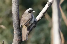 燕都新趣|如何做一名真正的观鸟人图片