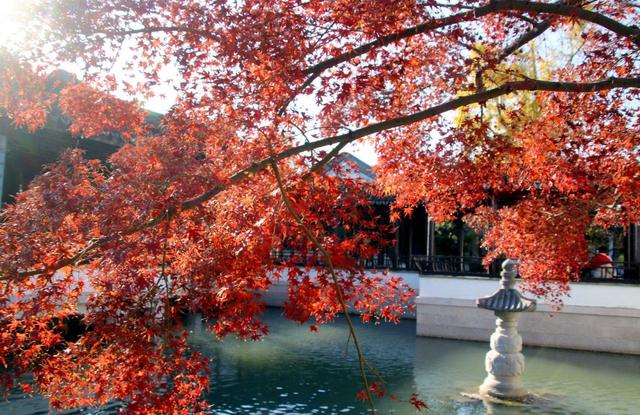 江苏苏州：虎丘“枫”景迷人