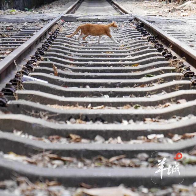 一起走在铁路上｜茶楼·跑街