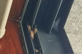 浙江多户居民遭“臭屁虫”入侵，有人家中扫出几斤，门窗关死都没用，网友：“真的要疯了！”图片