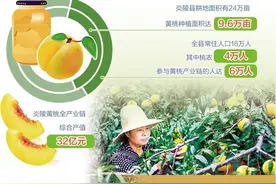 炎陵黄桃“三变”图片