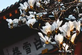 济南又到赏花时，公交带您去赏“花花世界”图片
