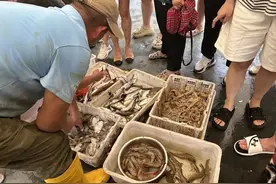 皮皮虾10元一斤，瞬间被抢光！青岛“开海第一鲜”上岸，市民直呼“价格实惠”图片