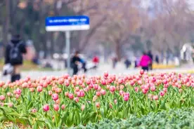 日赏花+夜观展，南京春日“爆款”解锁流量密码图片