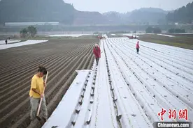 （走进中国乡村）萝卜销海外  菜农变身“萝卜经纪人”图片