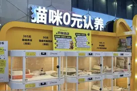 免费领养成噱头，多名消费者陷“猫贷”纠纷图片