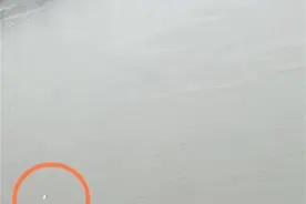 误入广州河道的白海豚再度现身珠江水域，目击者：活力依旧图片