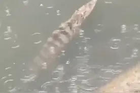 广州河涌惊现鳄鱼，来源暂不明图片