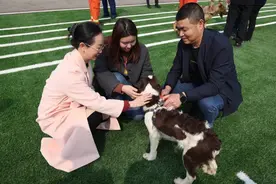 “考编”没上岸，16头犬找到新主人！图片