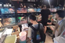 隐蔽的“宠物蛇产业链”：有的被炒到十多万一条，濒危蛇类也在售卖之列图片